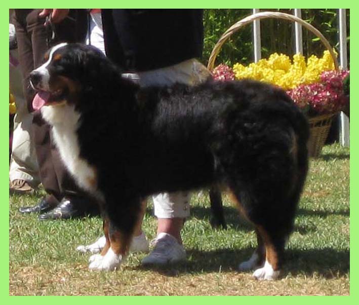 grace bernese mountain dog